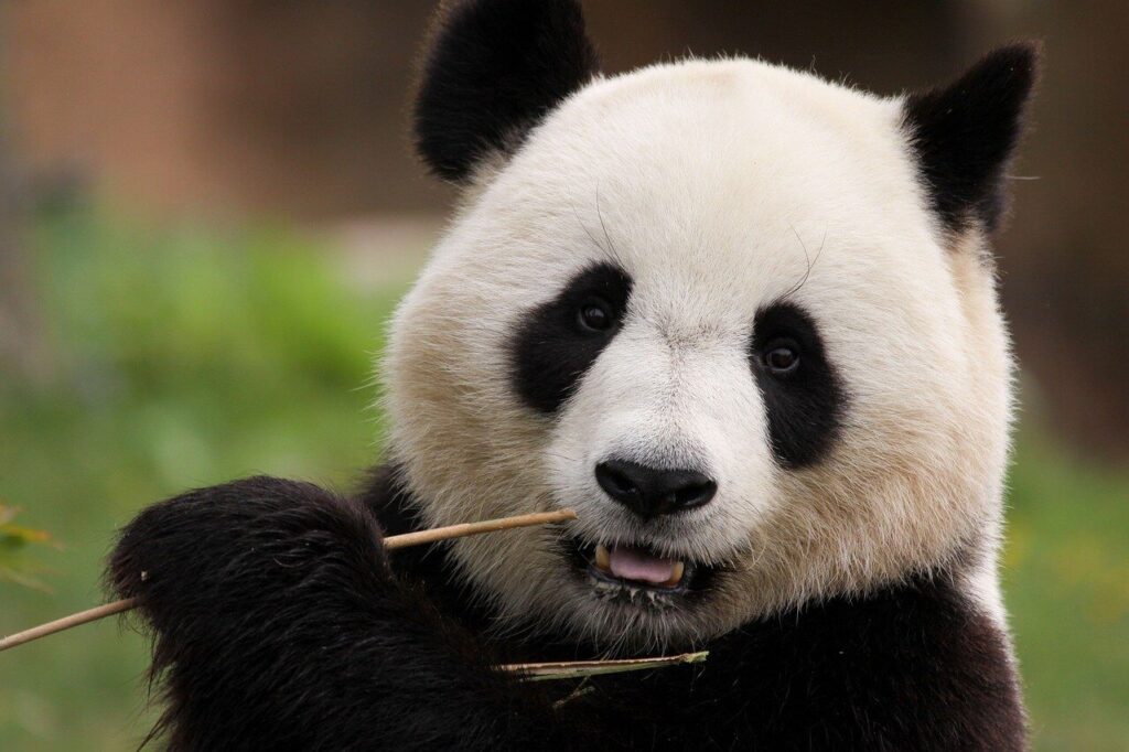bambou panda